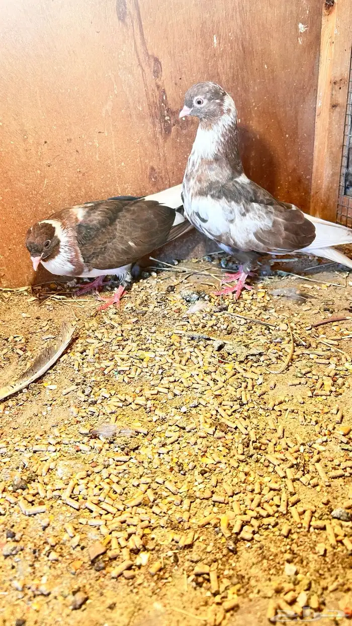 زوجين طبات باكستاني قولدن وقطايف محاريق 2