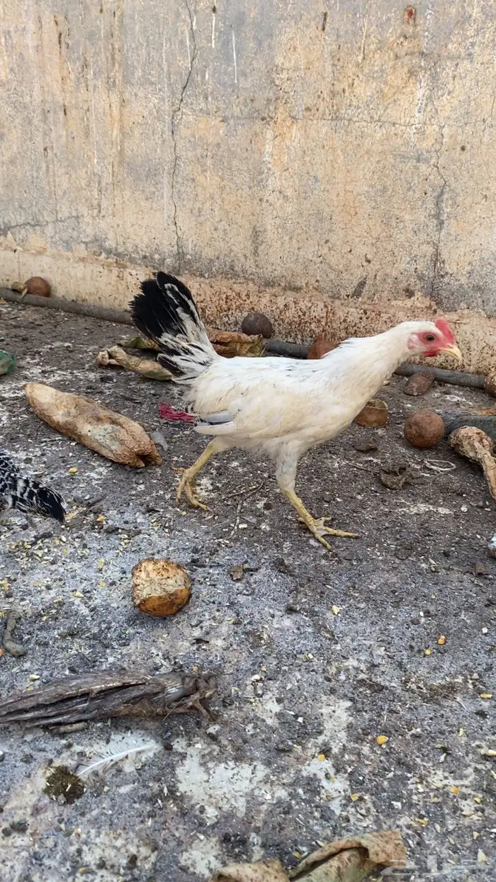دجاج فراريج للبيع 0