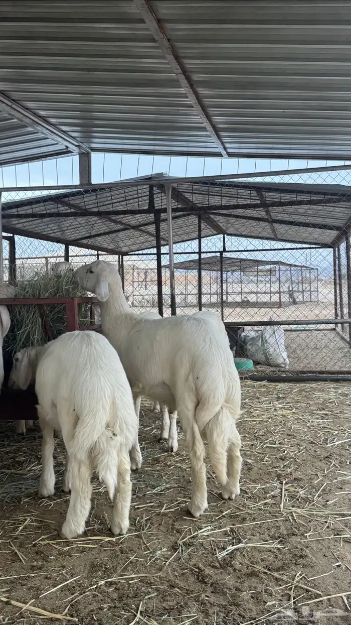 طليان للبيع 6