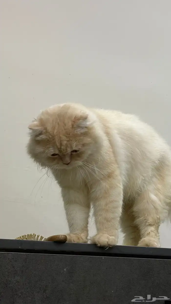 قطو مفقود 1