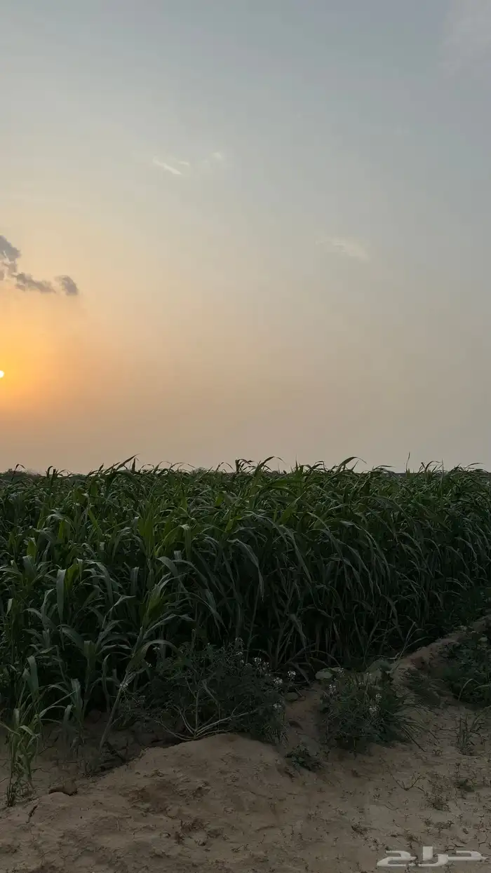 قصب 4