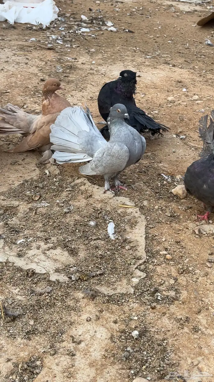 حمام رقيصي الموقع حريملاء 4