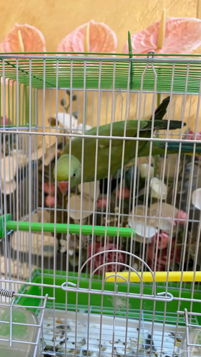 ببغاء در 0