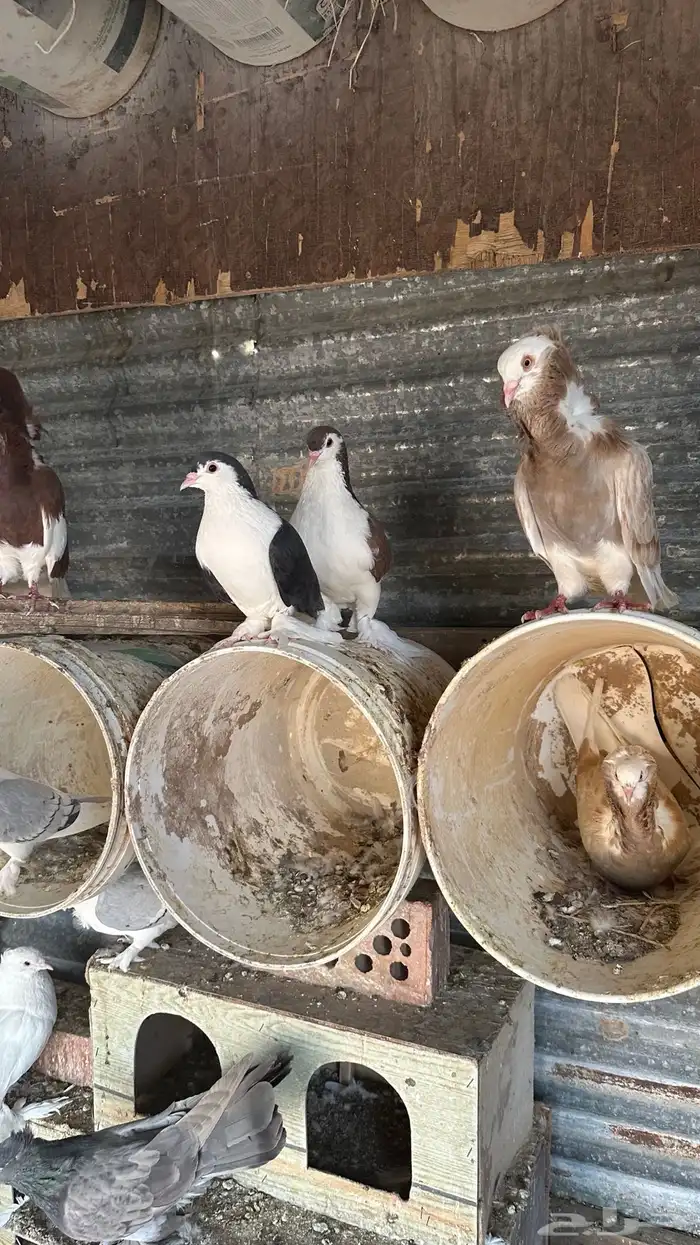 حمام للبيع شرازي وبالون ورقيص وحب رمان وبلجيكي 7
