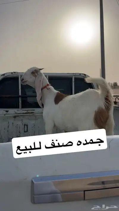 للبيع عنز طييبه العمر 5 شهور 0