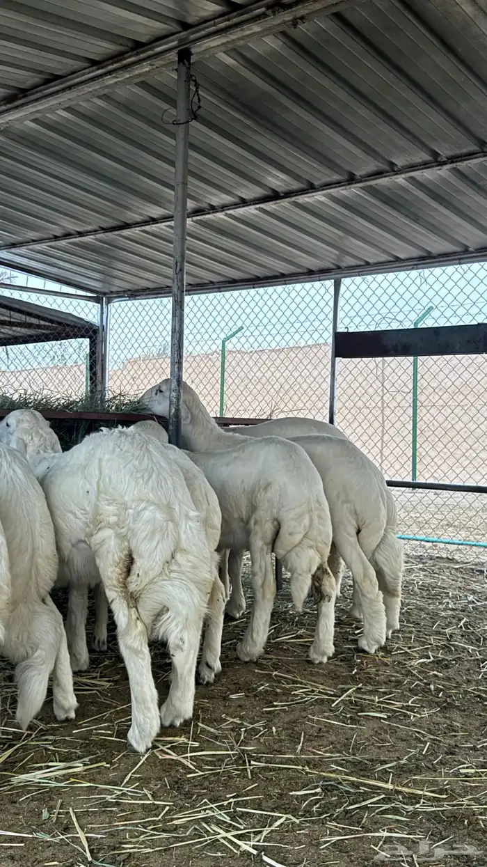 طليان للبيع 0