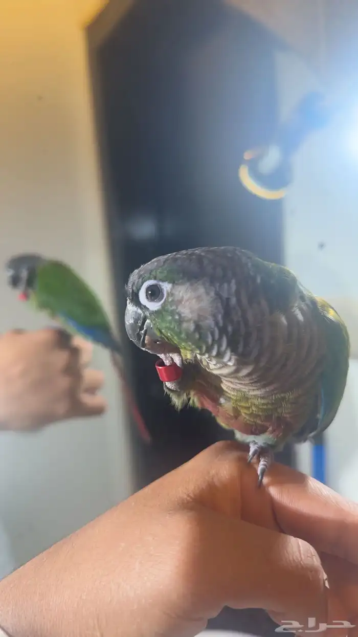 كنيور يلو سايد اليف هدد مزاجي 10