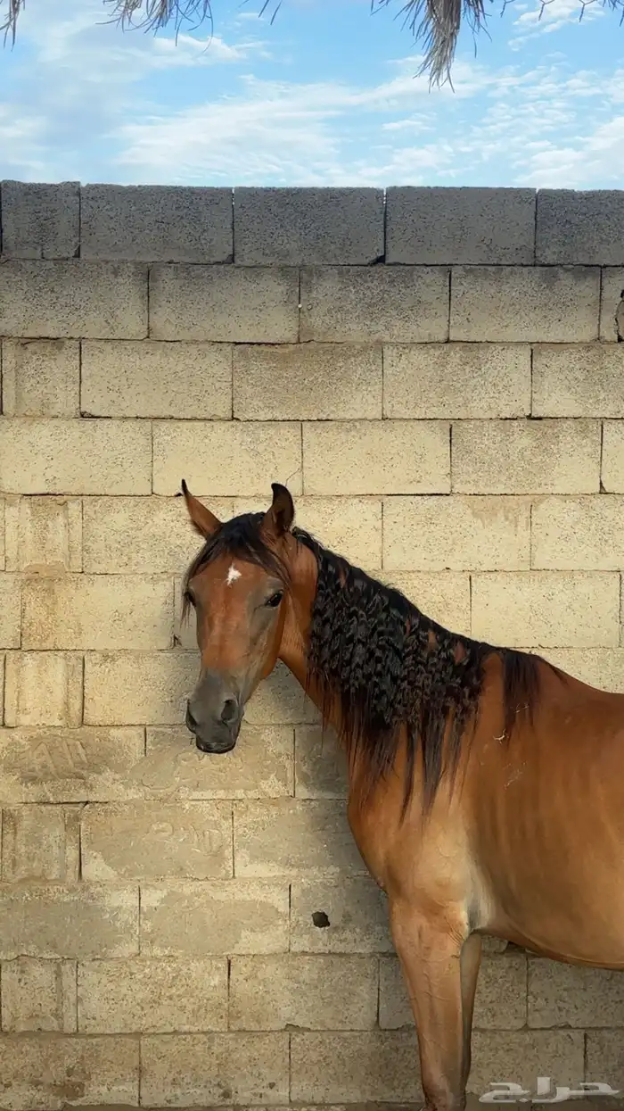 مهره واهو 0