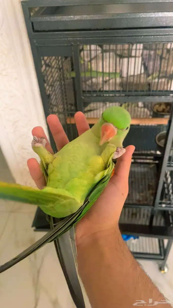 درة نيبالي ذكر اليف جدا 0