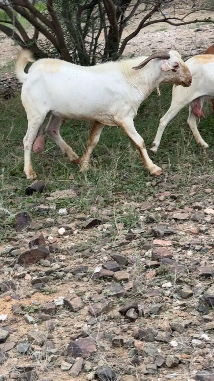تيس فحل بيشي ابرص 4