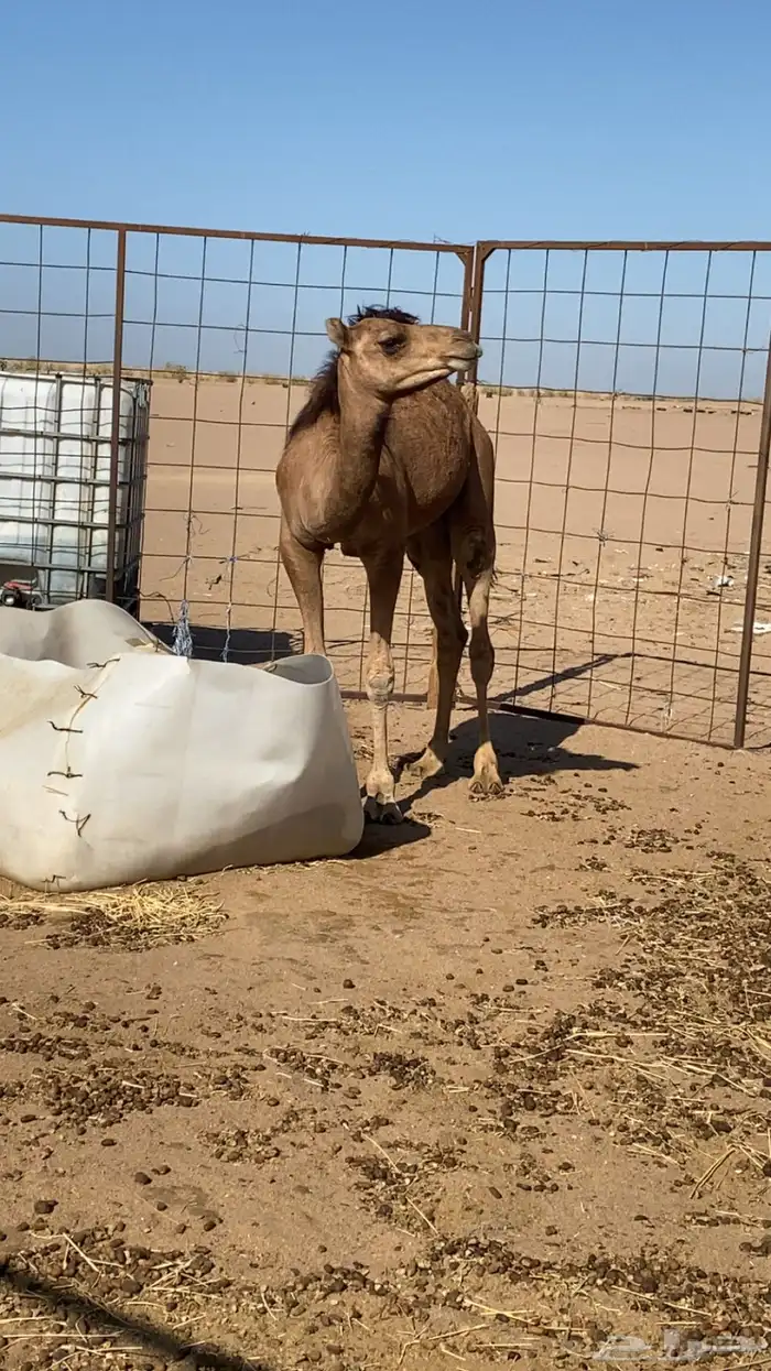 قعود مفرود 3