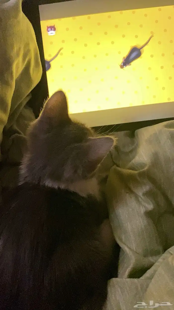 بساس صغيره تبني ( راحت ) 2