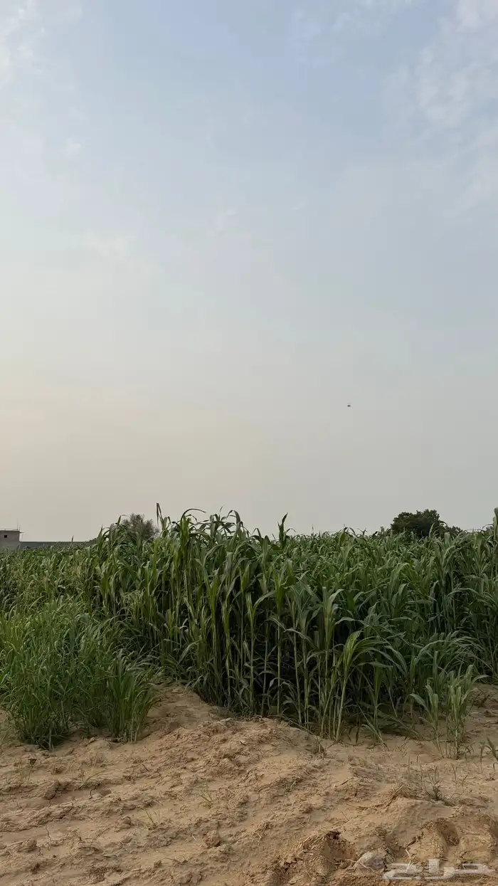 قصب 3