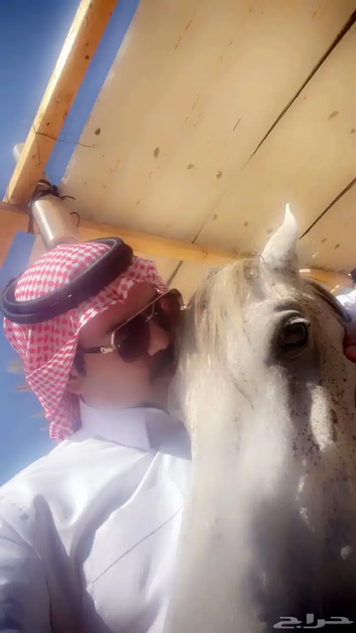 حصان جزائري لبيع البيع انه قصير ولا فحل فحل بركوب طرب 0