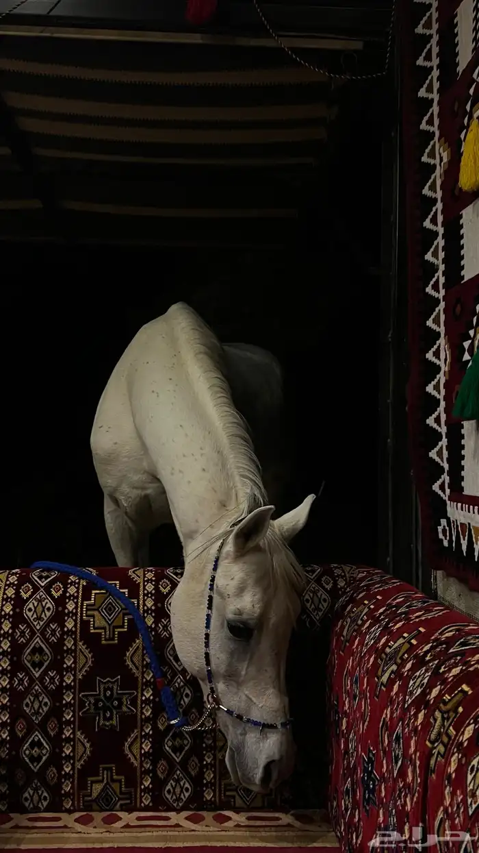 حصان عربي اصيل 0