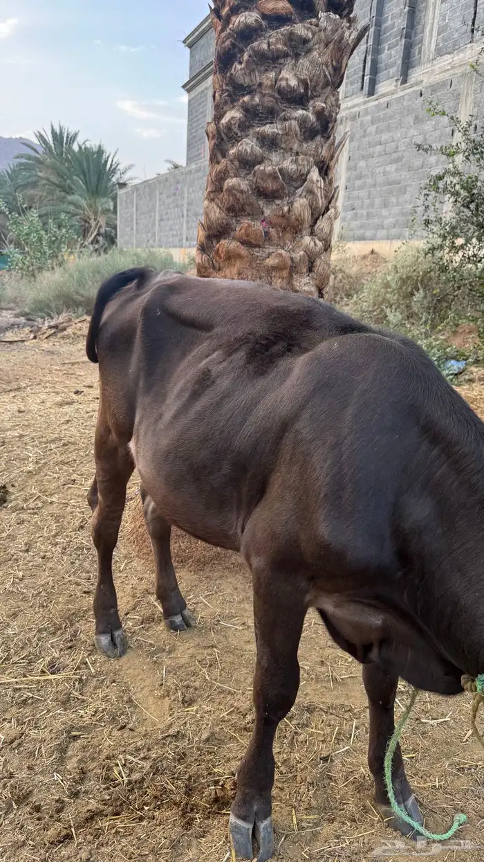 بقرة عجلة للبيع 3