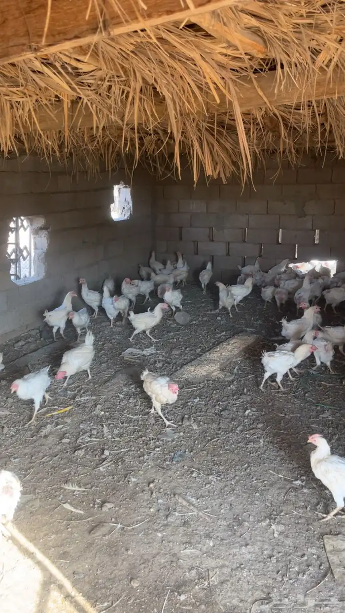 دجاج لاحم بياض 1
