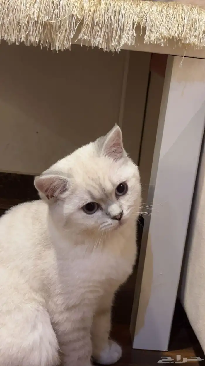 قط ذكر سكوتش للتزاوج 3