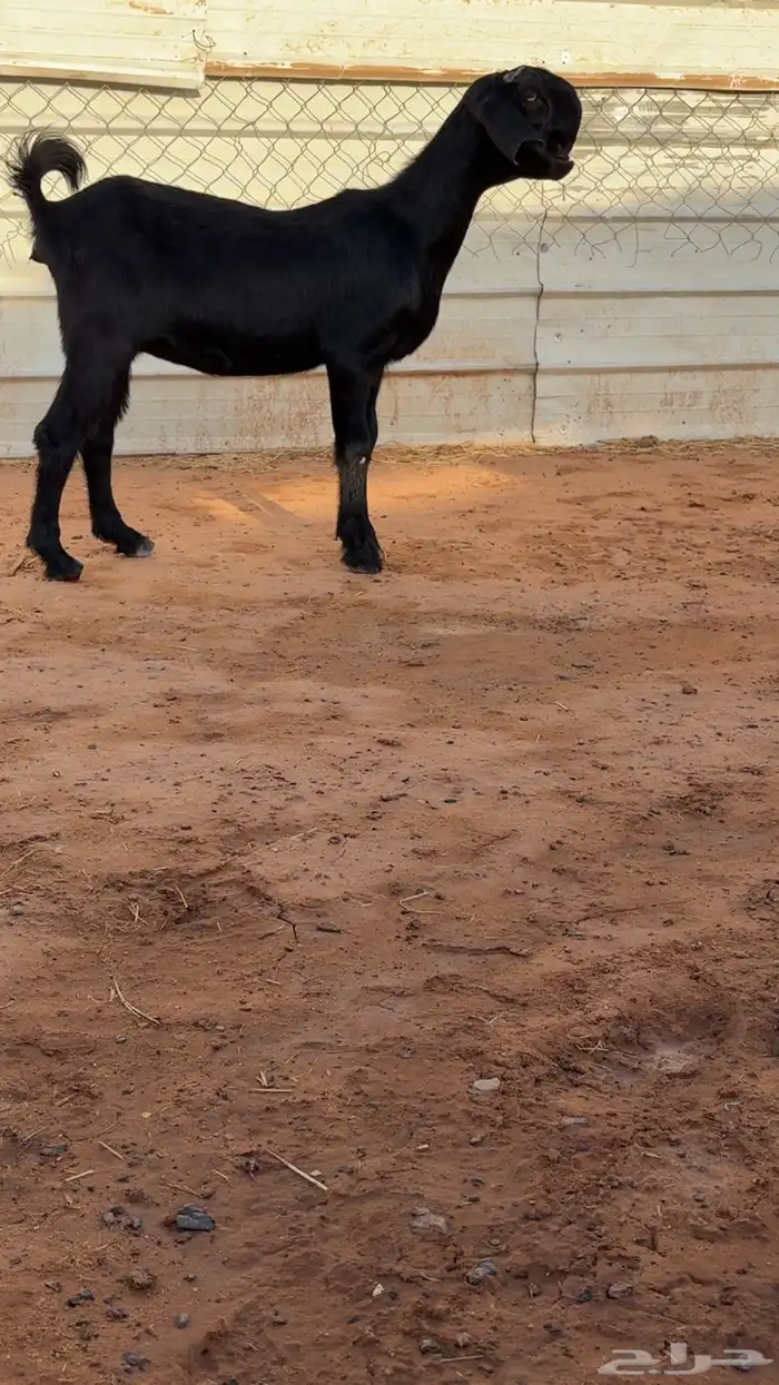 جفرة شامية خصم 1