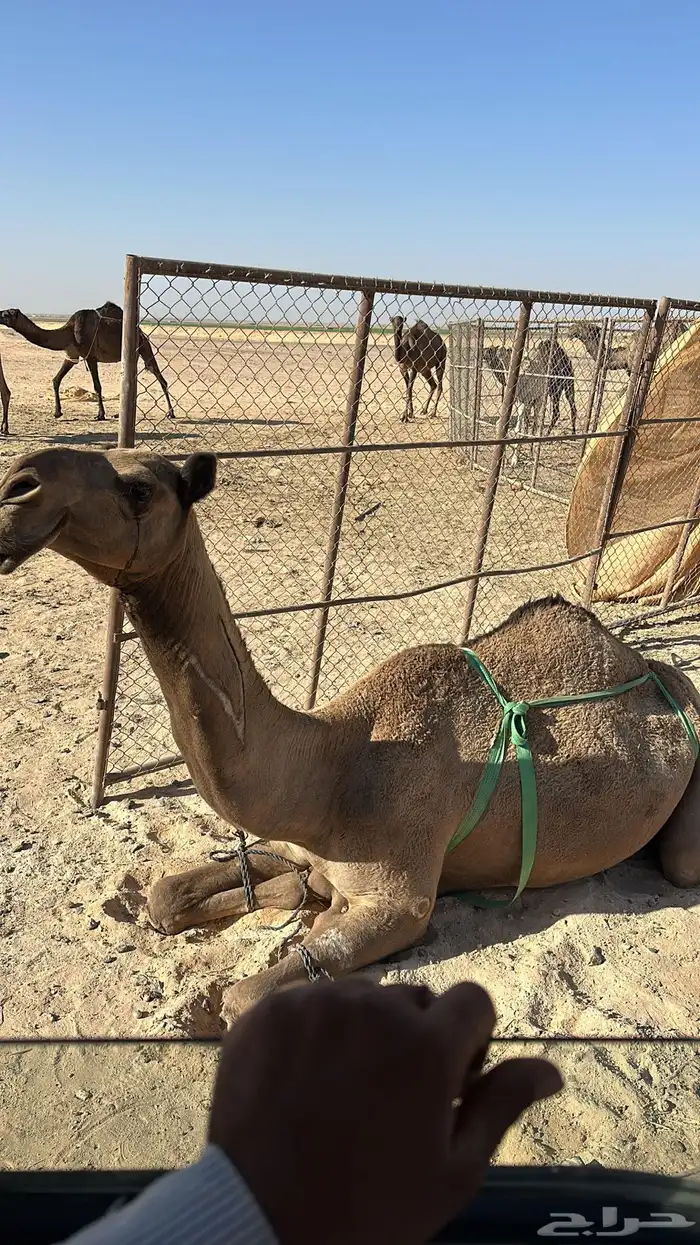 الثنيه الخفوت الطيبه عظم وممشا الي على جميع الشروط 0