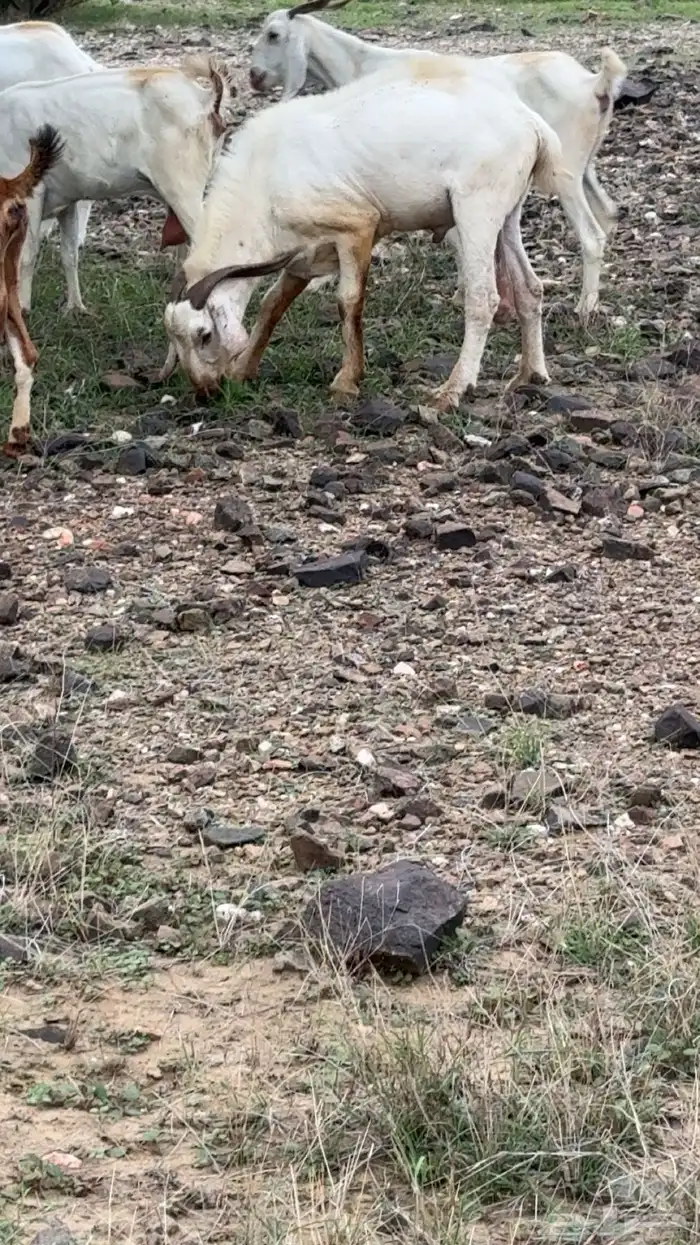 تيس فحل بيشي ابرص 3