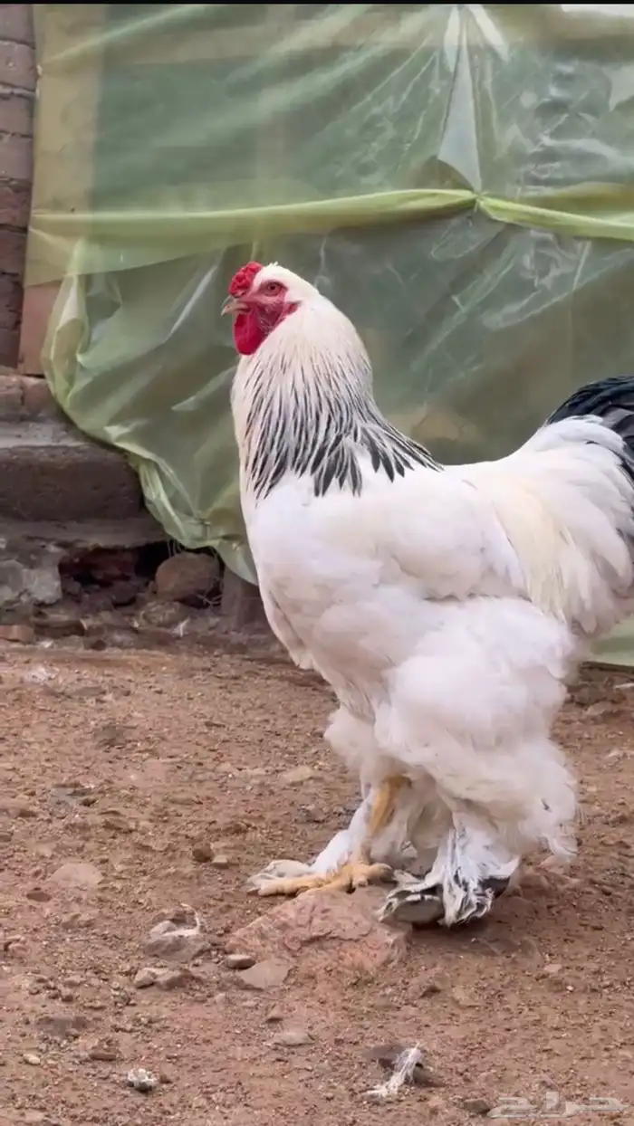 وصل البراهما الكولمبي الفاخر 2