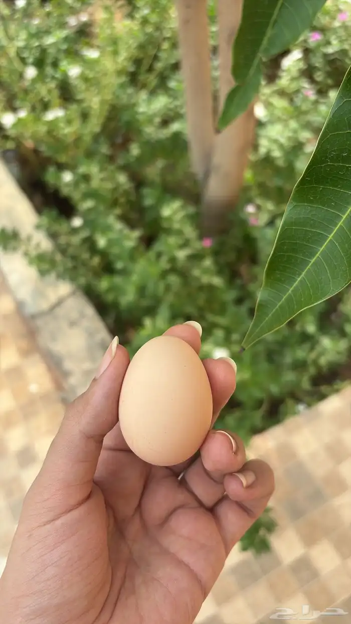 بيض دجاج تركي 1