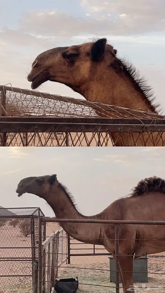 قعود دبياني 0