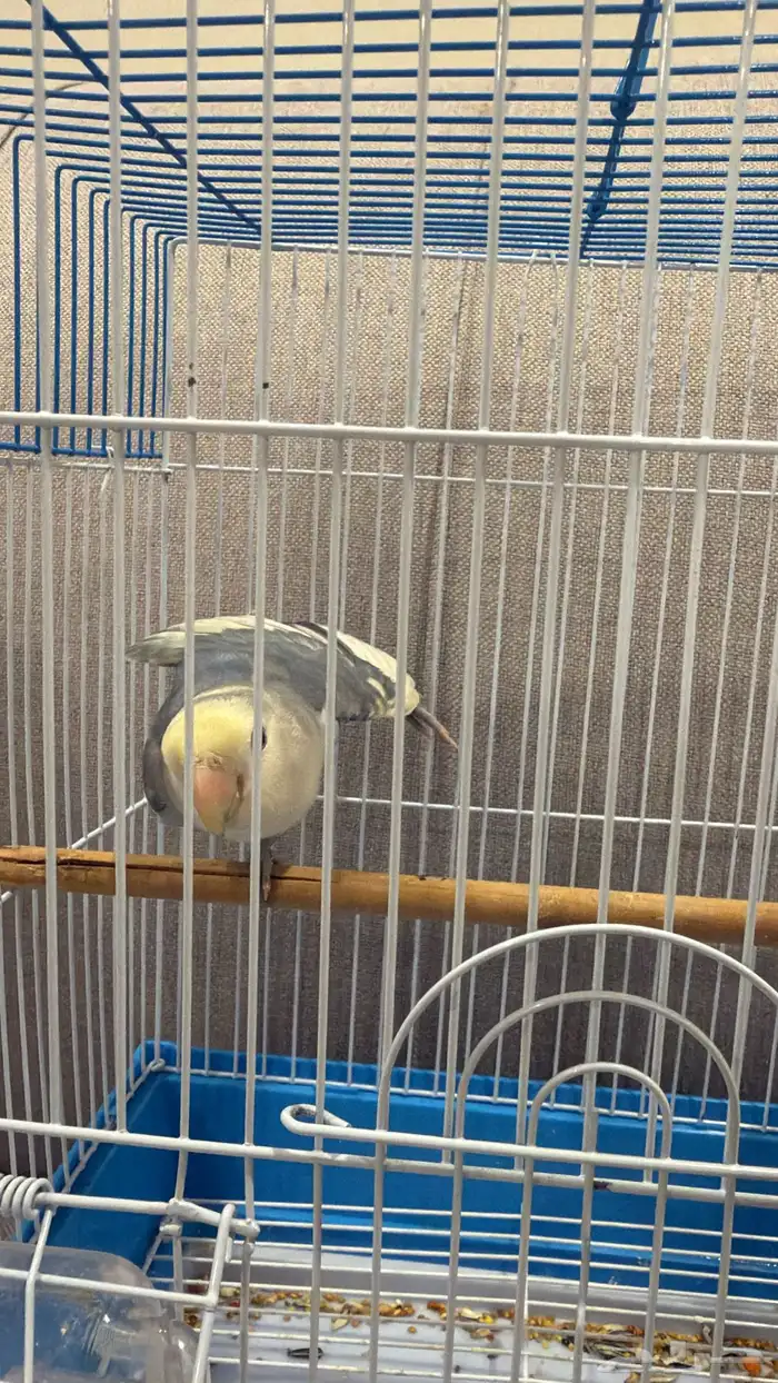 ببغاء الروز 1