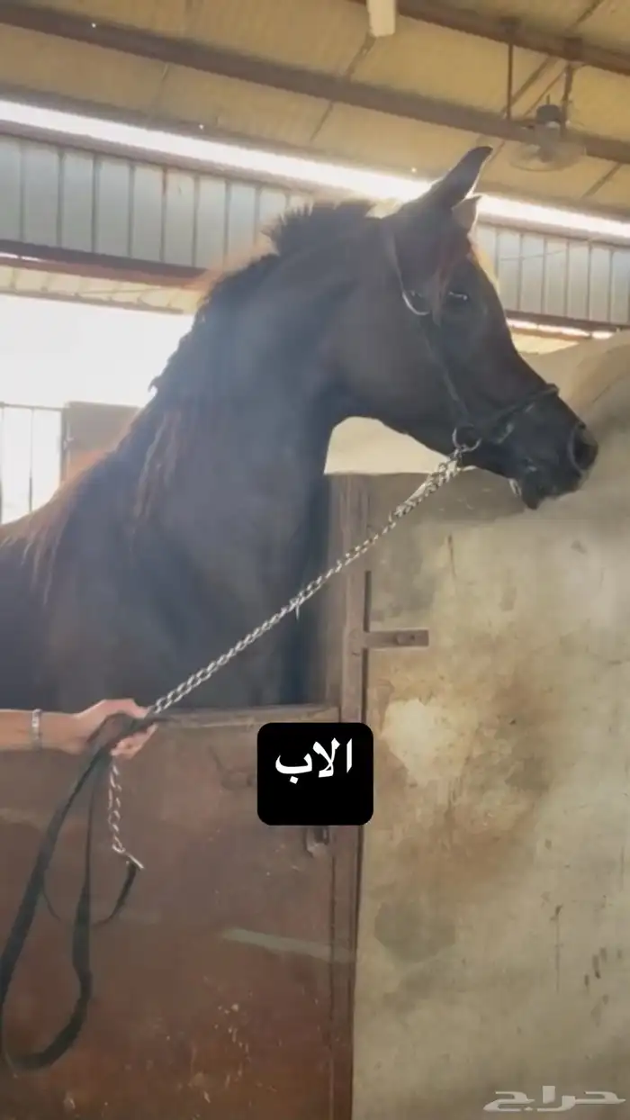 مهره شعبيه فاخرة 3