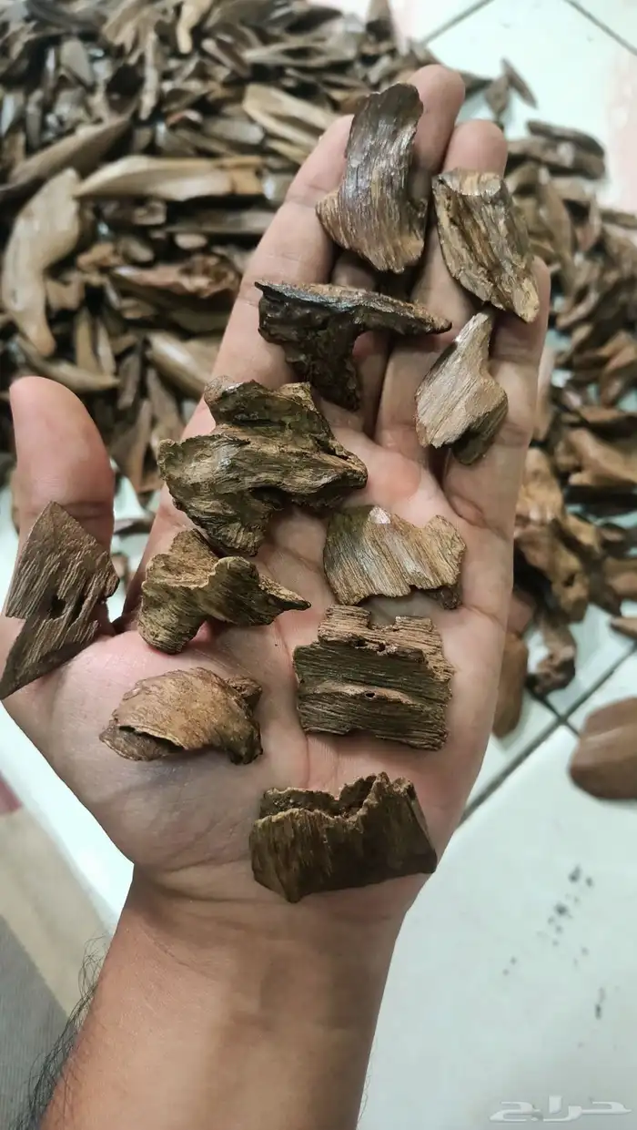 عود مروكي آصقون تربل سوبر طبيعي لقطه 0