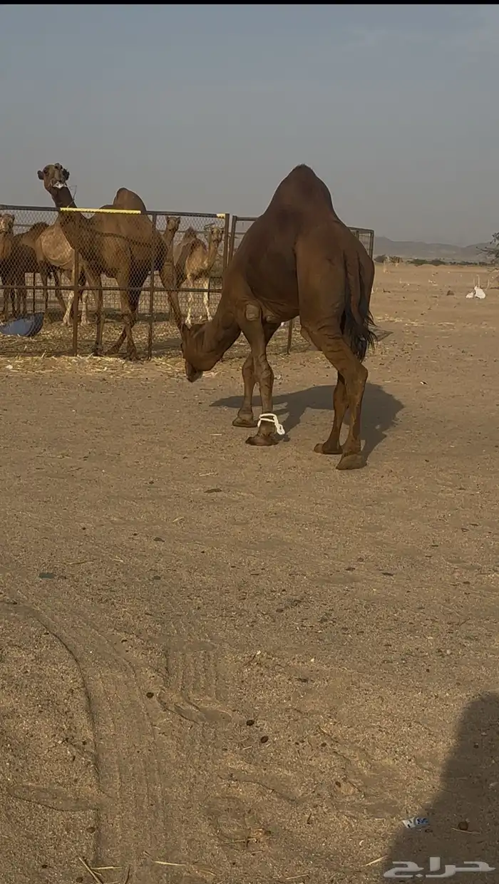 بعير ساحلي حمر ادهم رباع 3