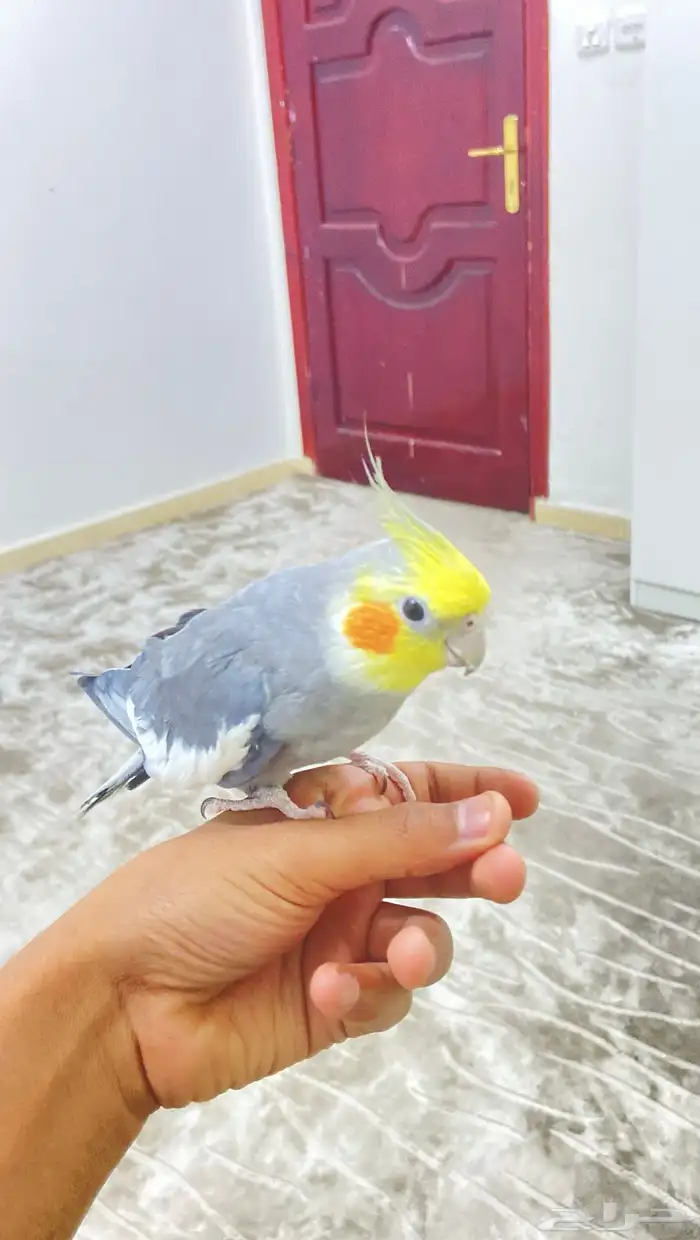 كروان متكلم 0