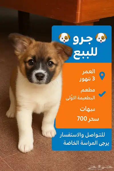 للبيع جرو ذكر عمر 3 شهور index
