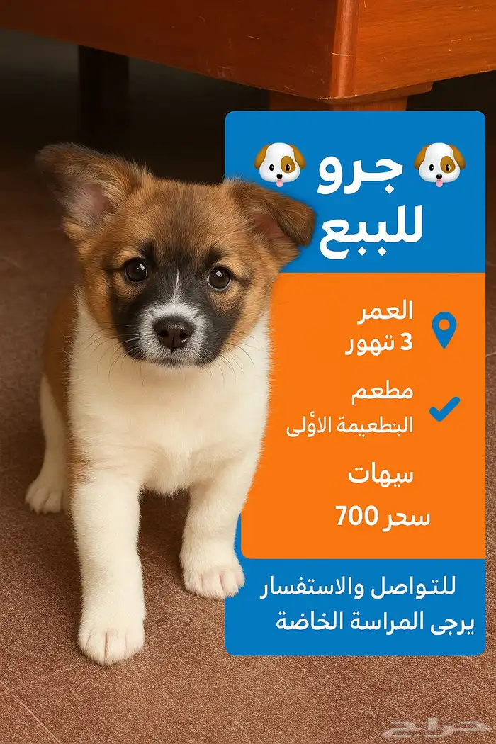 للبيع جرو ذكر عمر 3 شهور 0