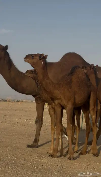 بعير ساحلي حمر ادهم رباع index
