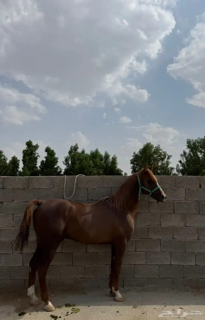 حصان كفو جدا وركوبه طرب 0