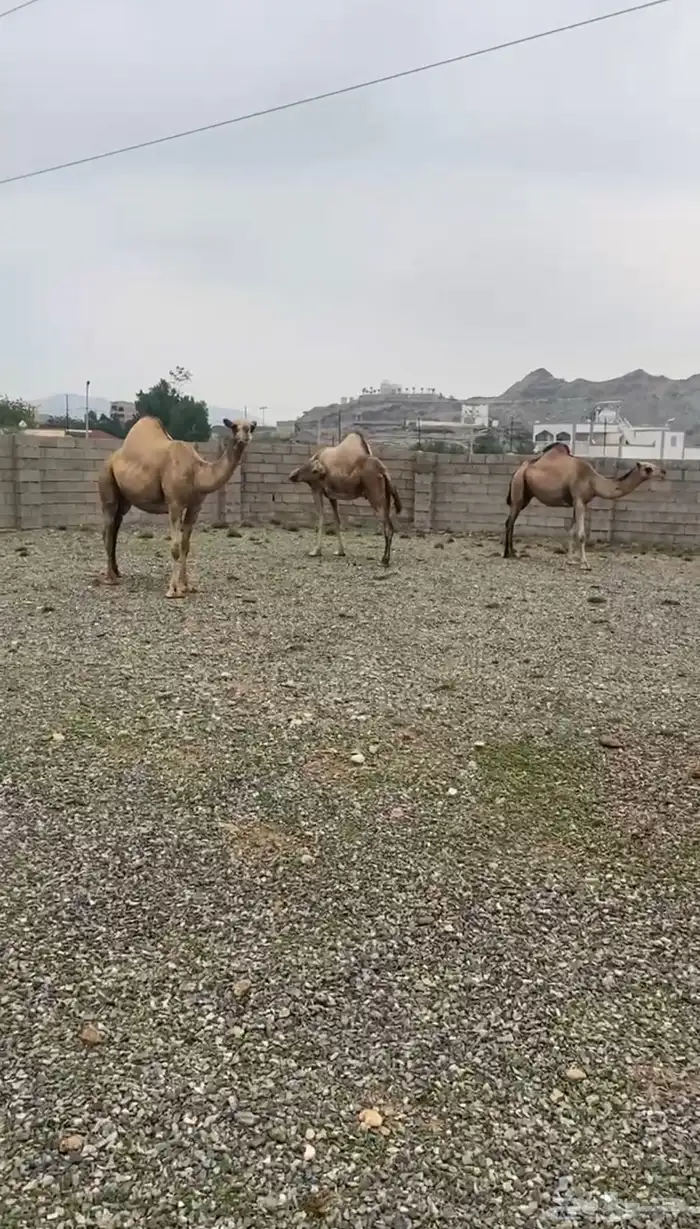 للبيع نياق ساحليات 2