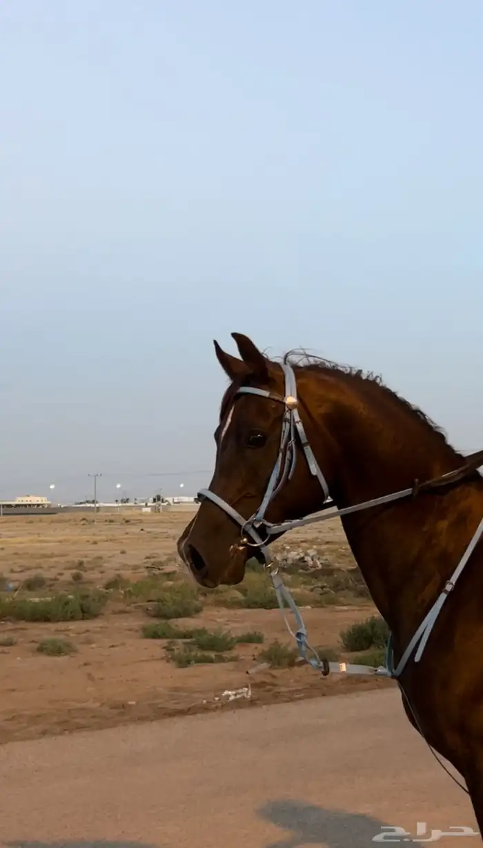 حصان 2