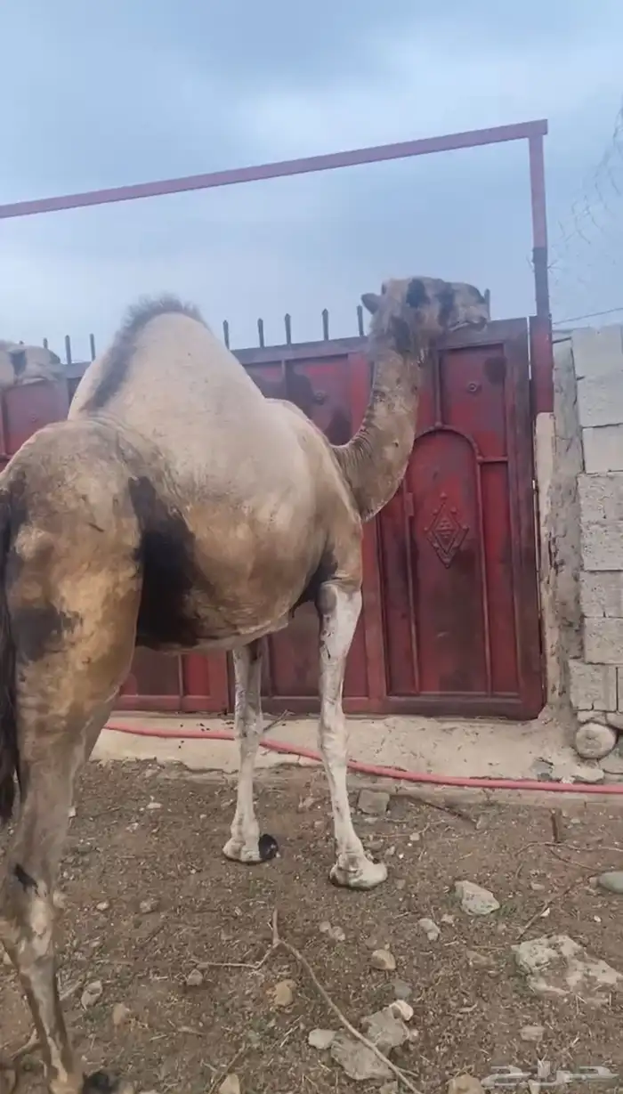 للبيع نياق ساحليات 5