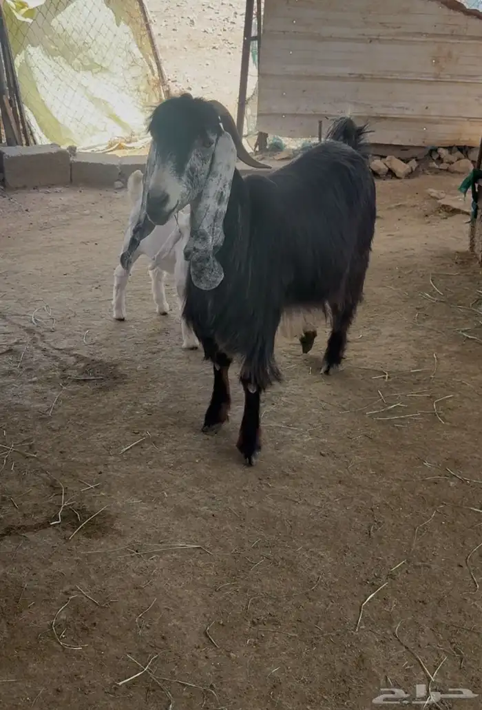 عنز عارضيه حواء 0