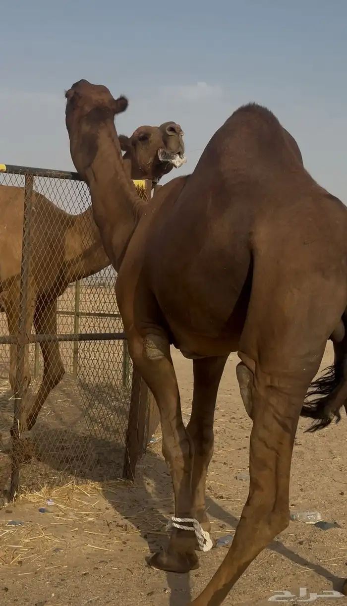 بعير ساحلي حمر ادهم رباع 1