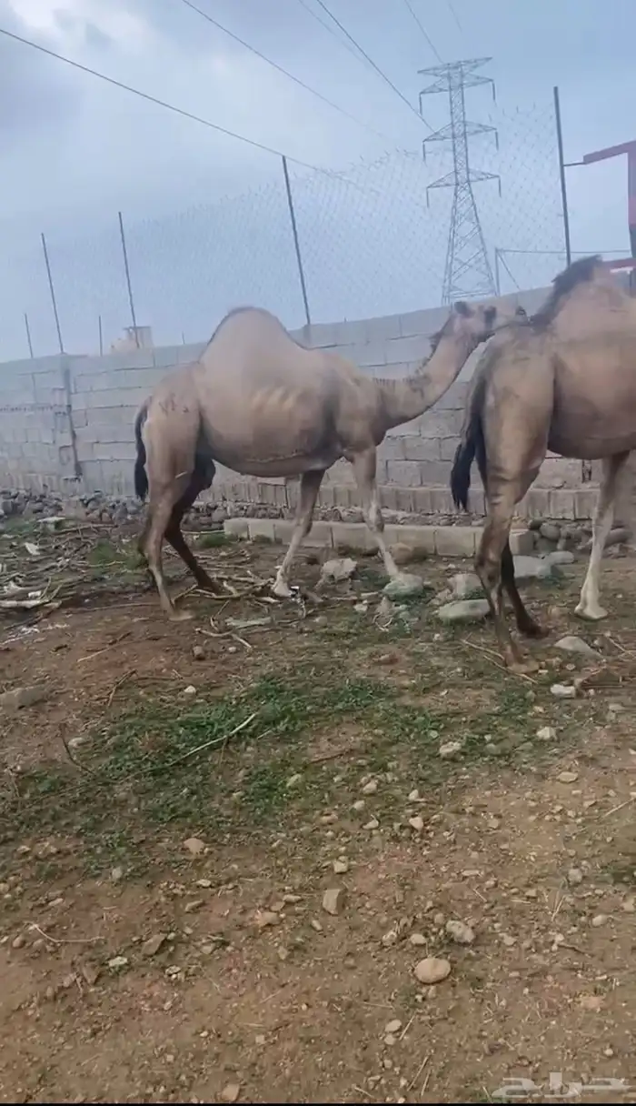 للبيع نياق ساحليات 6