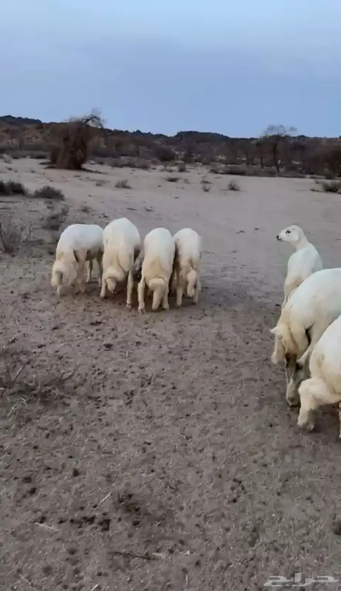 طليان وسط تم البيع 0