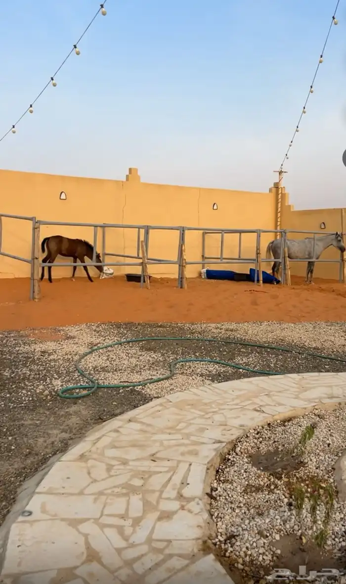 ايوا خيل اسطبل 1