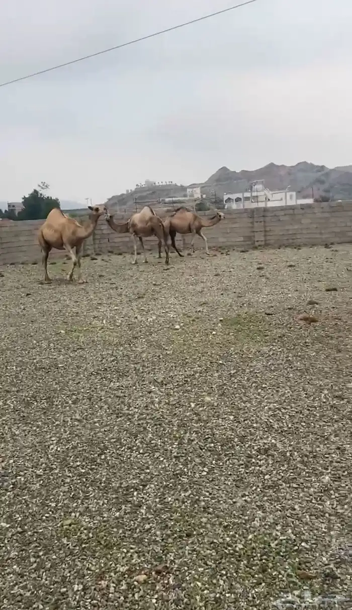 للبيع نياق ساحليات 1