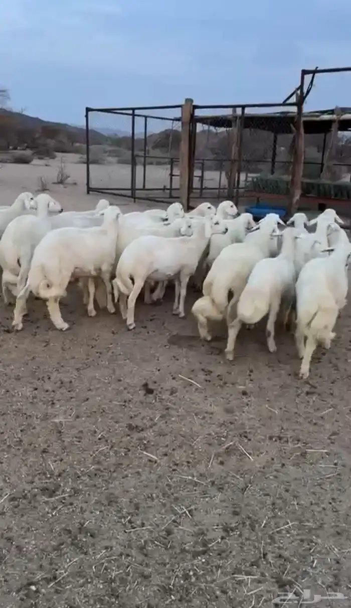 طليان وسط تم البيع 1