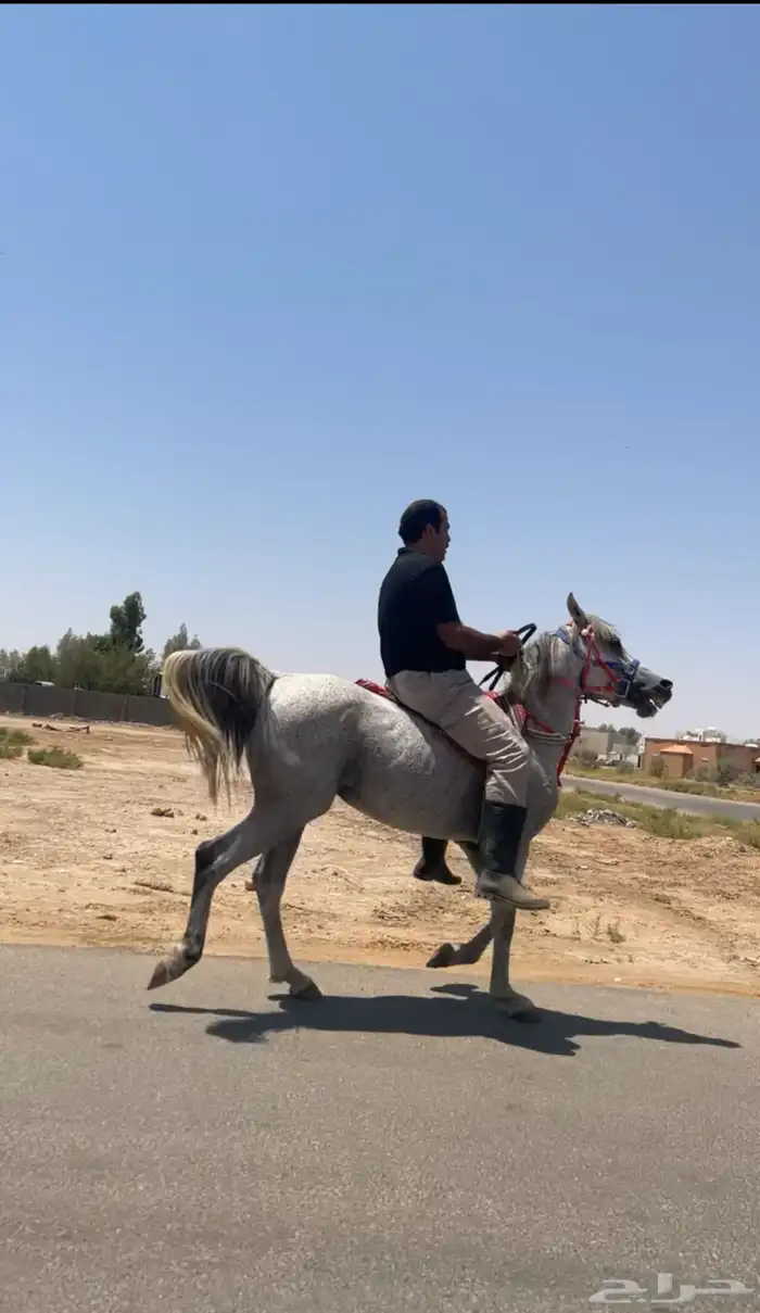 حصان جزائري لبيع البيع انه قصير ولا فحل فحل بركوب طرب 1