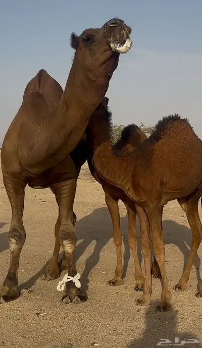 بعير ساحلي حمر ادهم رباع index