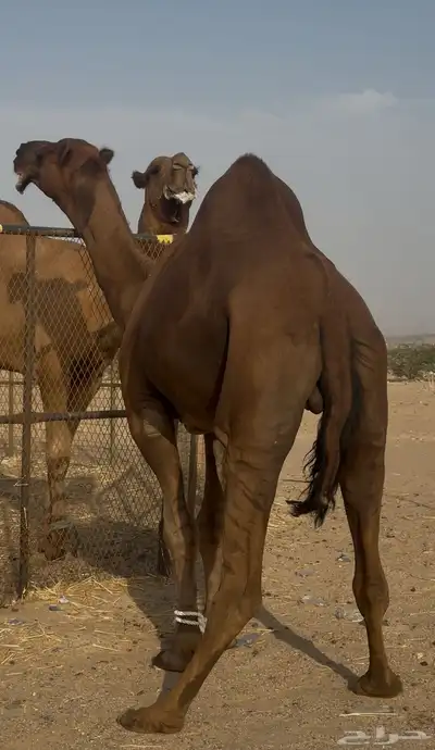 بعير ساحلي حمر ادهم رباع index